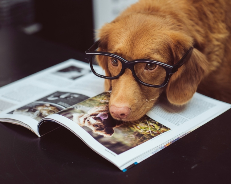 Dog reading book wearing glasses